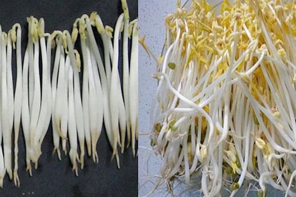 Phan-biet-gia-do-qua-hinh-dang-kich-thuoc-mau-sac