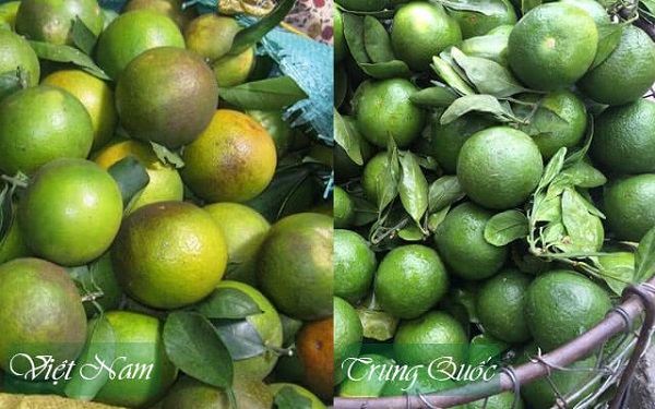 Phan-biet-trai-cam-Viet-Nam-Trung-Quoc