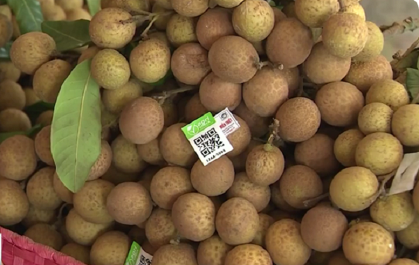 Truy-xuat-nguon-goc-cho-nhan-long-Hung-Yen