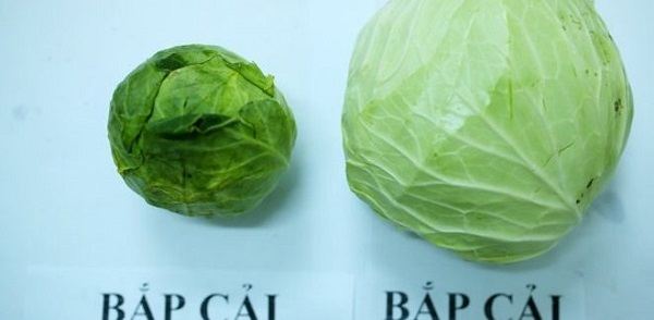 Nhận biết bắp cải Trung Quốc