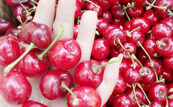 Phân biệt cherry Trung Quốc và cherry nhập khẩu Phân biệt cherry Trung Quốc và cherry nhập khẩu