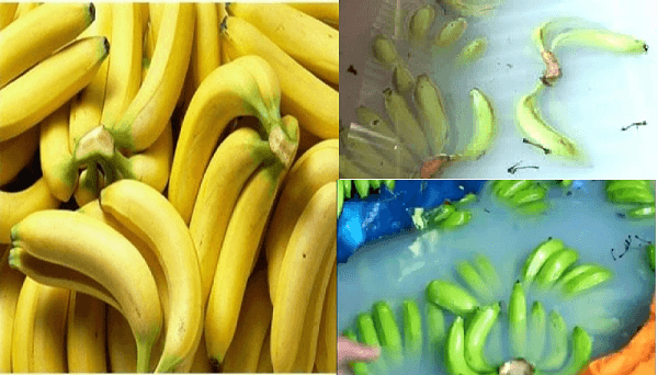 hoa-qua-bi-ngam-hoa-chat-doc-hai