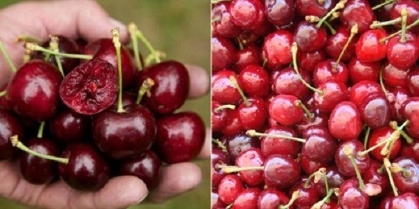 Đặc điểm bên ngoài Đặc điểm bên ngoài