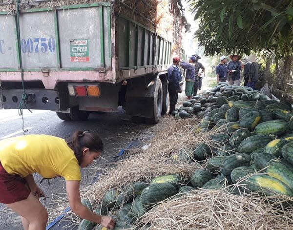 Dan-tem-truy-xuat-nguon-goc-cho-dua-hau-truoc-khi-xuat-khau-sang-Trung-Quoc