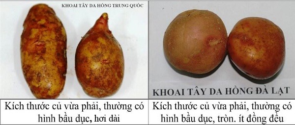 Kích thước khoai tây Trung Quốc và Đà Lạt Kích thước khoai tây Trung Quốc và Đà Lạt
