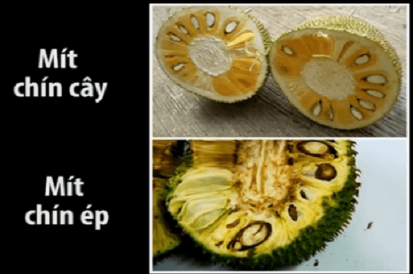 Phân biệt thực phẩm hữu cơ và thông thường qua mùi vị