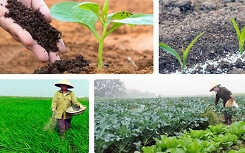 Cú huých của doanh nghiệp đẩy lùi nạn phân bón giả