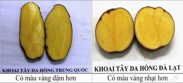 Nhận biết bằng ruột khoai Nhận biết bằng ruột khoai