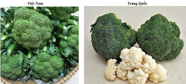 Nhận biết súp lơ Trung Quốc và Việt Nam Nhận biết súp lơ Trung Quốc và Việt Nam