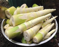 Cách nhận biết măng tươi có chứa hóa chất tẩy rửa 