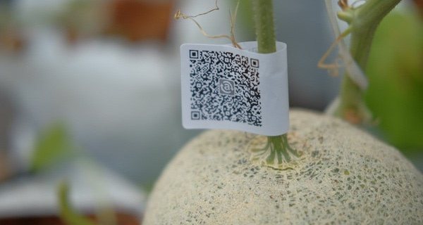 Đăng ký tem truy xuất nguồn gốc Đăng ký tem truy xuất nguồn gốc