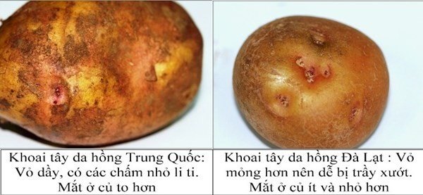 Nhận biết qua vỏ khoai Nhận biết qua vỏ khoai